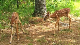 Sweet Twin Fawn Make Cute Bleat Sounds Plus Other Adorable 2024 Fawn fawn deer doe [upl. by Vowel]