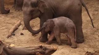 Pers en abonnees groeten de kerstbaby in Planckendael [upl. by Emmerie]