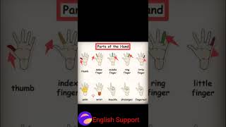 Parts of the handthumb index finger middle finger ring finger knuckle phalangesshorts [upl. by Eiramlehcar543]