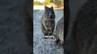 Quokka The Smiling Star of Nature [upl. by Alan445]