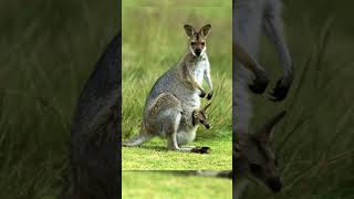 Kangaroo The Hopping Marsupialkangaroo hopping animals [upl. by Oriana565]