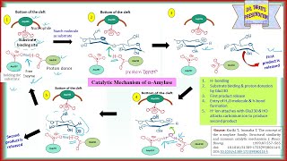 Alpha Amylase  Main Features Catalytic Domain Catalytic Mechanism Ca2 Binding Site  Enzyme 42 [upl. by Navillus]