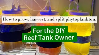 Beginners guide How to grow harvest and split phytoplankton cultures for saltwater fish and coral [upl. by Ahsiki]