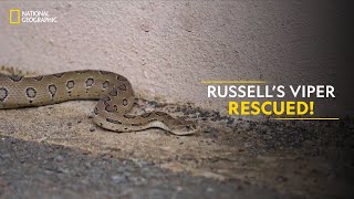 Russell’s Viper Rescued  Snakes SOS Goa’s Wildest  National Geographic [upl. by Krissy]