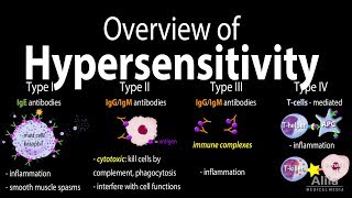 Hypersensitivity Overview of the 4 Types Animation [upl. by Prinz381]