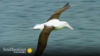 A Royal Albatross Can Fly for 13 Straight Months 👑 Into the Wild New Zealand  Smithsonian Channel [upl. by Ecnar]