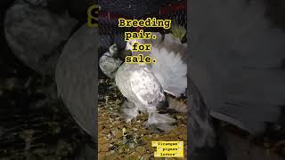 Indian fental big big size breeding pairpigeonviralvideo videoshortsshortsfeed [upl. by Rise10]