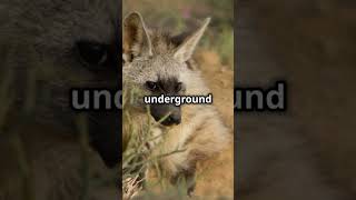 Aardwolf The TermiteLoving Hyena 🐾🐾 africa africanwildlife nature naturelovers rare animals [upl. by Elbertina]