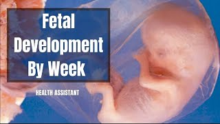 Fetus Progression  Fetal Progression  Fetus Development Stages  Fetal Development By Week [upl. by Adliwa]