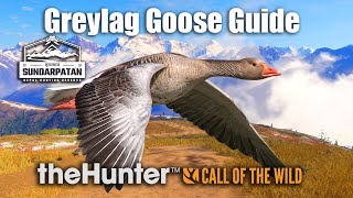 Greylag Goose Guide  Sundarpatan Nepal  theHunter Call of the wild [upl. by Lavelle]