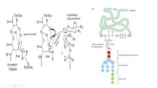 11 Reticolo endoplasmatico parte 2 [upl. by Ginger483]