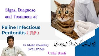 What is feline infectious peritonitis treatment  FIP signs in cats  Treatment of FIP in cats [upl. by Jabez308]