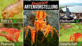 Oranger Zwergflusskrebs  Cambarellus patzcuarensis  LEXIKON DER AQUARISTIK mit Chris Lukhaup [upl. by Rory]