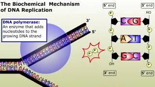 The Biochemical Mechanism of DNA Replication [upl. by Hanae94]