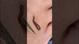 ಜಿಗಣೆ leech bite wild animal dangerous animal risky blood drinker animal [upl. by Yrem]