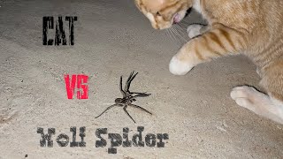 Cat vs Wolf Spider Lycosa singoriensis [upl. by Eilzel]