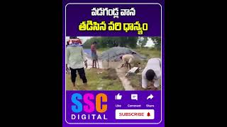 Heavy Rain Damage Paddy Crop  భారీ వర్షంతో తడిసిన వరి పంట  Shorts Sscdigital Balannamuchatlu [upl. by Aniwde]