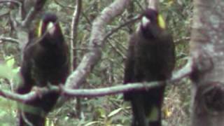 Yellow tailed cockatoo [upl. by Amabelle]