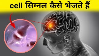 सेल एक दूसरे को सिग्नल कैसे भेजते हैं  cell signaling in hindi [upl. by Derr864]