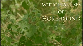 Medicinal Uses of Horehound [upl. by Narayan]