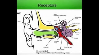 DISCUSS SENSORY RECEPTORS OF THE EAR [upl. by Eustache587]