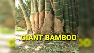 Moso bamboo in india GIANT BAMBOO विशाल बाँस dendracalamus giganteus [upl. by Atinreb]