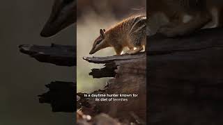 The numbat a small endangered marsupial facts wildlife animals animallover shorts [upl. by Lednar]