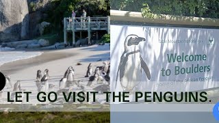 VISITING PENGUINS  BOULDERS BEACH SIMONS TOWN  CAPE TOWN bouldersbeach capcut fyp viral [upl. by Wheaton]