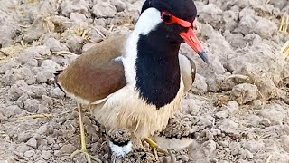 red wattled lapwing natural bird beautiful sound [upl. by Allix]