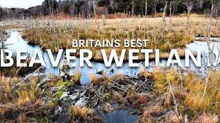 Exploring Scotlands Best Beaver Habitat [upl. by Zoltai]