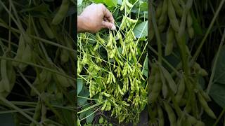 Soybean variety 🌱RVSM 1135 Soybean ki kheti 🧑‍🌾सोयाबीन की खेती 1135 short farming RVSM [upl. by Assena736]