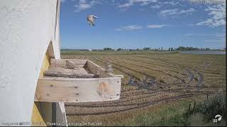 Gorriones en la bandeja Webcam cernícalo Riet Vell seobirdlife [upl. by Salguod]