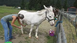 Herd Health  Donkey Grooming and Hoof Care [upl. by Gabel]