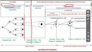 Lovogenèse  explication simple [upl. by Affer]