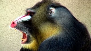 Mandrill Monkey  Oregon Zoo [upl. by Onivag]