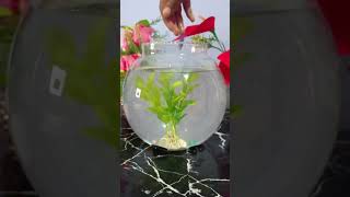 New Fish Tank🐟🐟ytshorts trending fishtank making [upl. by Rhea101]