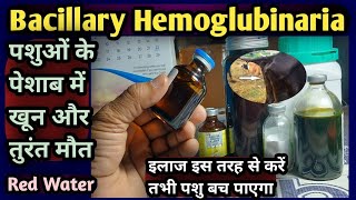 Bacillary HemoglobinuriaRed Water Disease Symptoms Diagnosis and full Treatmentपेशाब में खून आना [upl. by Sessler]