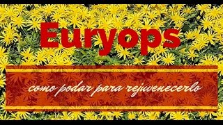 EURYOPS COMO PODAR PARA REJUVENECERLO [upl. by Semadar]