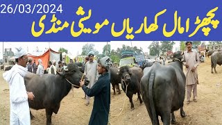 Back Mall Kharian Cattle Market 26 Mar 2024janwarmandi pkshazar Riaz official [upl. by Drud947]