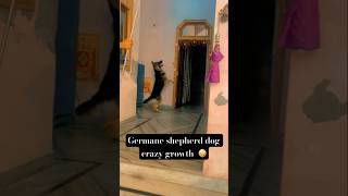 Germane shepherd dog 🐕 crazy growth 🤪germanshepherd shortvideo shorts dogfight dog doglover [upl. by Corder]