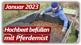 Gartenarbeit Januar  Hochbeet befüllen mit Pferdemist Knoblauch erfolgreich stecken 2023 [upl. by Girvin19]