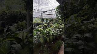 Damansara nursery ভিসিত  ডামানসারা নার্সারি গুরে আসেন [upl. by Ahtera]