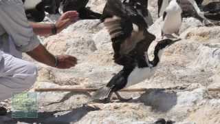 Cormorants Deep Sea Dive Caught on Camera [upl. by Anivlek]