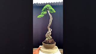 MUNGIL❗ Mini Literati Bonsai Style bonsai shorts plantcraftdiy [upl. by Copeland]