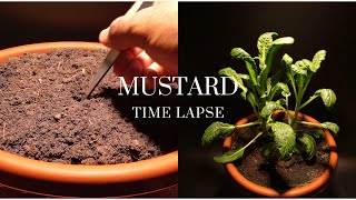 Growing Mustard From Seed Time Lapse 47 Days in 4K [upl. by Leiria]