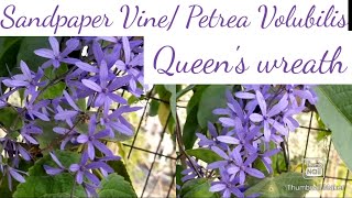 Sandpaper vine plant care How to grow and care sandpaper vine Petrea Volubilis Queens wreath [upl. by Hairym664]