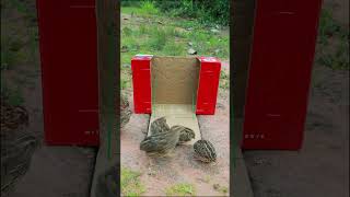 Best Underground Bird Trap Using Cardboard Box shorts [upl. by Khai]