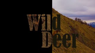 Wild Deer  DJI Mini 2 [upl. by Pappas]