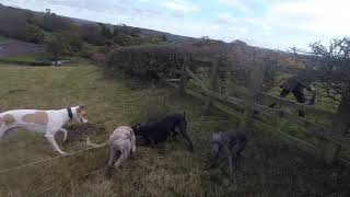 Ferreting October 25th Whippets Lurchers Nets and Ferrets [upl. by Kcirevam]