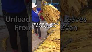 the farmer unloading the dried tobacco leaves from electric tobacco leaves dryer kiln oven heat pump [upl. by Ymorej]